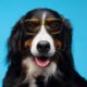 Gifts For Pet Owner
